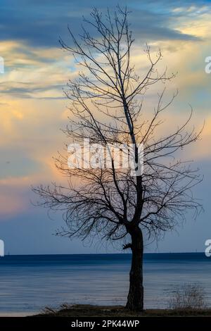Sunset and winter tree at Lake Hefner in Oklahoma City Stock Photo