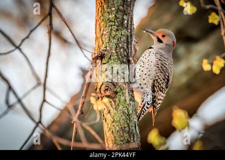 Red-shafted Northern Flicker (Colaptes auratus) pecking on a tree Stock Photo