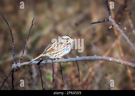 A Song Sparrow (Melospiza melodia) perched on a branch Stock Photo