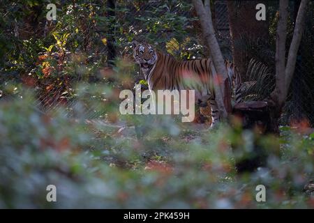 Tiger at Bannerghatta national park Bangalore standing in the zoo. forest Wildlife sanctuaries in Karnataka India Stock Photo