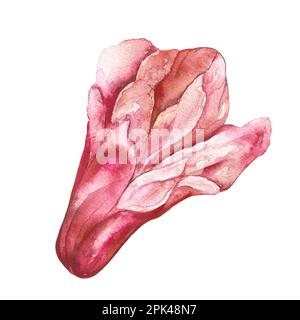 Watercolor illustration red pomegranate flower isolated on white background. Stock Photo