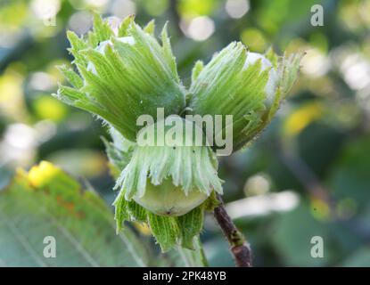 Nuts ripen on the branch of the hazel bush Stock Photo