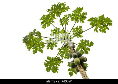 Carica tree with fruits isolated on white background. This is a genus of flowering plants in the family Caricaceae including the papaya Stock Photo