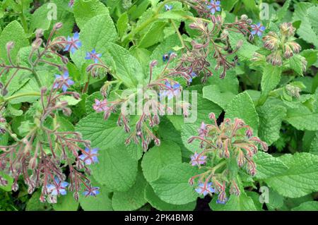 In summer, borage (Borago officinalis) grows in nature Stock Photo
