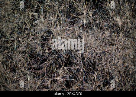 Caffeine crystals, polarised light micrograph Stock Photo