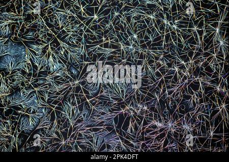 Caffeine crystals, polarised light micrograph Stock Photo