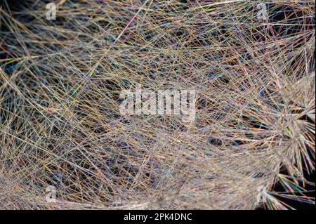 Caffeine crystals, polarised light micrograph Stock Photo