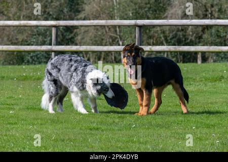 German Shepherd puppy and an adult Blue Merle Border Collie having fun in a field outdoors with a plastic lid for a frisbee. Stock Photo