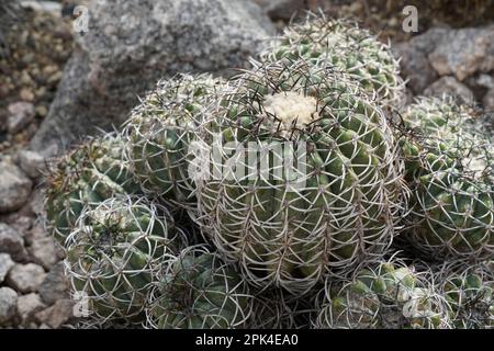 Ball cactus called in Latin Copiapoa coquimbana is a species of flowering plant in the family Cactaceae, native to Brazil. It is ribbed . Stock Photo