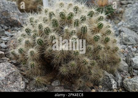 Cylindrical shaped cactus, in Latin called Echinocereus parkeri gonzalezii, growing in a cluster. On the ribs there are areoles with spines. Stock Photo