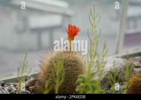 Flowering cactus in Latin called echinocereus triglochidiatus is a species of hedgehog cactus known as well as  kingcup cactus, claretcup. Stock Photo