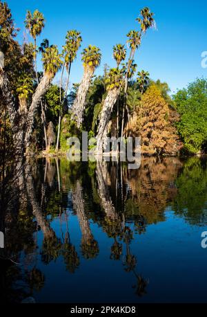 Los Angeles Arboretum, Los Angeles, CA, January 31, 2023 Stock Photo