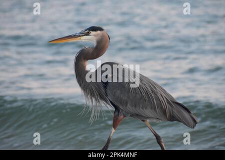 Great blue heron walking along the sand on a beach Stock Photo