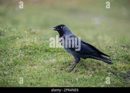A close up of a single Eurasian Jackdaw Corvus monedula  in profile with a peanut in its beak on a grassy mound on a coastal cliff Stock Photo