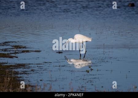 A Little Egret Egretta garzetta wading in shallow wetlands and reflected in the water having caught a small fish in its bill Stock Photo