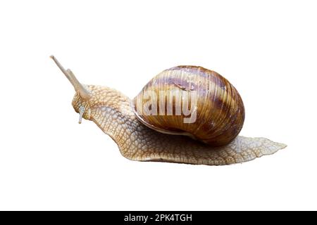 Snail isolated on white background ( Helix Pomatia ) Stock Photo