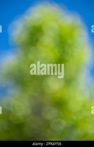 Vertical shot of an out of focus green and blue vertical spring background. Stock Photo