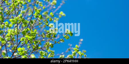 Horizontal shot of budding tree limbs in Spring against a clear blue sky with copy space. Stock Photo