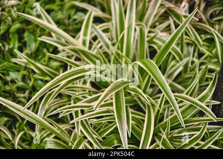Chlorophytum Comosum Textural floral background of tropical green leaves. Chlorophytum houseplant close-up. Selective focus. Stock Photo