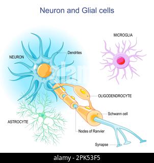 Neuron and Neuroglia. Structure and components of a neuron: dendrites, synapses, axon, myelin sheath, nodes of Ranvier, and Schwann cells. supportive Stock Vector