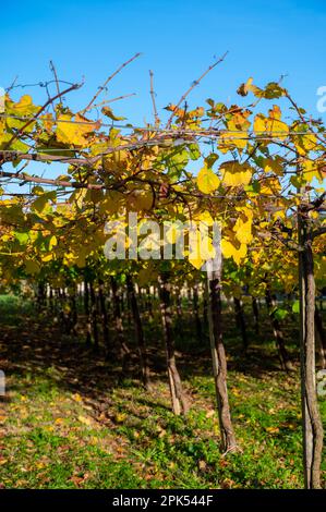 Hilly txakoli grape vineyards, making of Txakoli or chacolí slightly sparkling, very dry white wine with high acidity and low alcohol content, Getaria Stock Photo