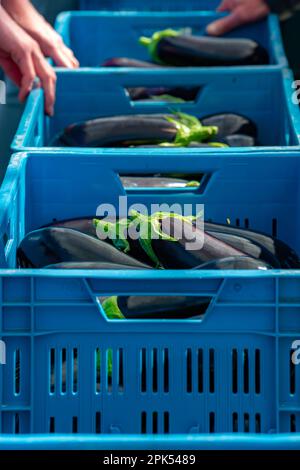 Harvesting of ripe purple eggplants vegetables in Dutch organic greenhouse, eggplants in blue plastic boxes Stock Photo