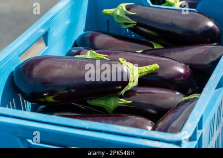 Harvesting of ripe purple eggplants vegetables in Dutch organic greenhouse, eggplants in blue plastic boxes Stock Photo