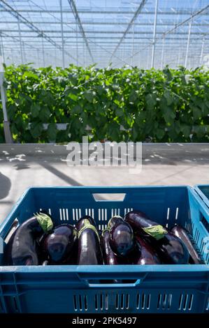 Harvesting of ripe purple eggplants vegetables in Dutch organic greenhouse, eggplants in blue plastic boxes Stock Photo