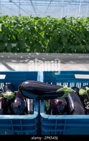 Harvesting of ripe purple eggplants vegetables in Dutch organic greenhouse, eggplants in blue plastic boxes Stock Photo