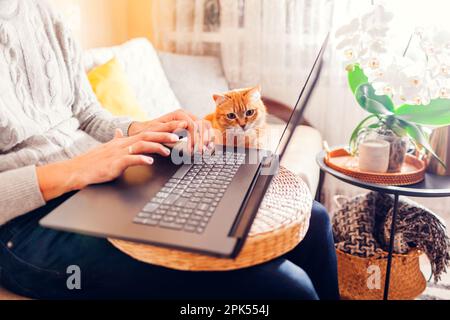 Curious ginger cat touching screen of laptop while man working online from home. Online remote freelance job with pet Stock Photo