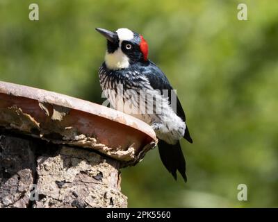 Acorn woodpecker (Melanerpes formicivorus) in Savegre, Costa Rica Stock Photo
