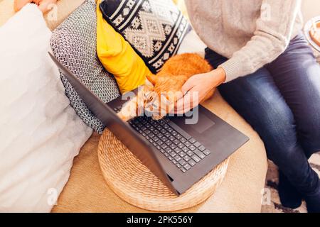 Curious ginger cat looking at screen of laptop watching video with man at home. Pet sitting on keyboard of computer. Animal interested in film. Top vi Stock Photo