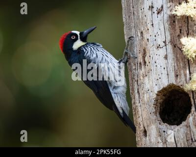 Acorn woodpecker (Melanerpes formicivorus) in Savegre, Costa Rica Stock Photo