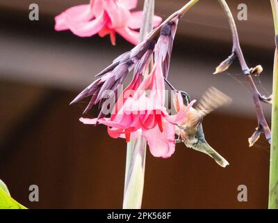 White-throated mountaingem hovering at flower in Savegre, Costa Rica Stock Photo