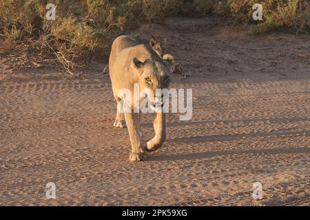Female lion (Panthera leo) leading her cubs across a busy track in Samburu National Reserve, Kenya Stock Photo