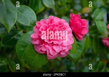 Pink camellia japonica peony form flower in the garden. Japanese tsubaki. Stock Photo