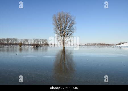 still and rigid... Lower Rhine ( winter flood 2020/2021 ), solitary standing tree in the middle of a wide ice and frost landscape Stock Photo