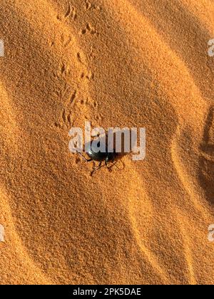 Merzouga, Morocco, Africa: a mist beetle (also known as a desert beetle) on the dunes in the Sahara desert, 4x4 trip Stock Photo