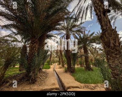 Morocco, Africa: irrigation channel on the sandy ground in a palm grove and oasis near Merzouga, departure city for tourists visiting Erg Chebb dunes Stock Photo