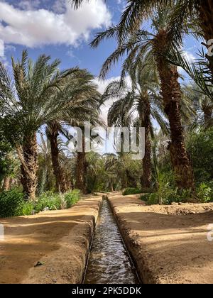 Morocco, Africa: irrigation channel on the sandy ground in a palm grove and oasis near Merzouga, departure city for tourists visiting Erg Chebb dunes Stock Photo