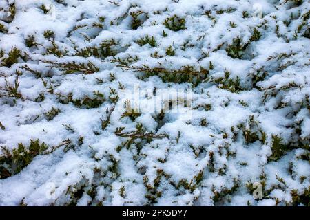 Abstract texture background of Juniperus horizontalis Moench plants covered in deep snow in winter, with copy space Stock Photo