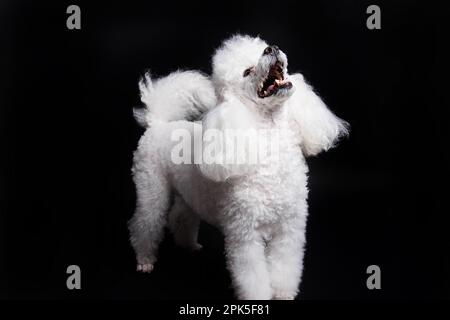 Portrait of a white poodle. Isolated on background in Studio Stock Photo