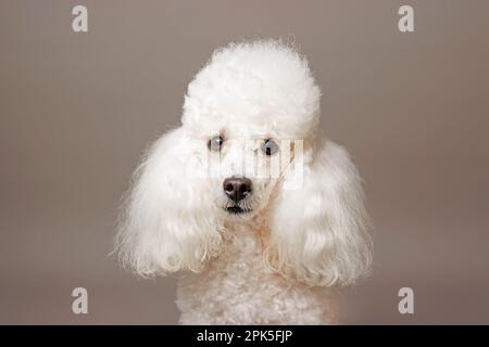 Portrait of a white poodle. Isolated on background in Studio Stock Photo