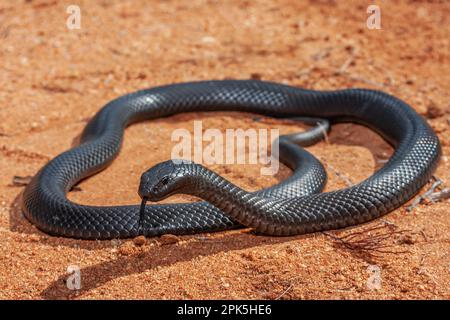 Highly venomous Australian Blue-bellied Black Snake Stock Photo