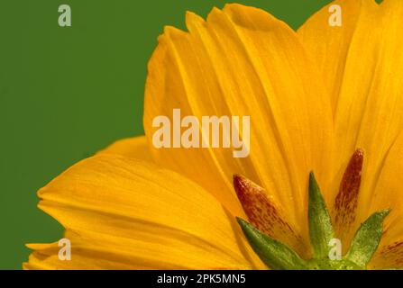 Close up of sulfur cosmos or yellow cosmos flower, cosmos sulphureus Stock Photo