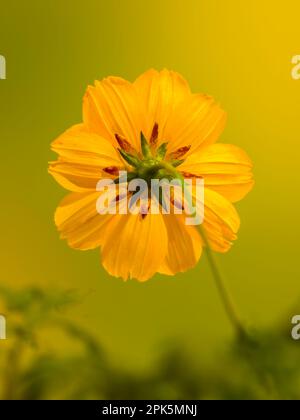 Close up of sulfur cosmos or yellow cosmos flower, cosmos sulphureus Stock Photo