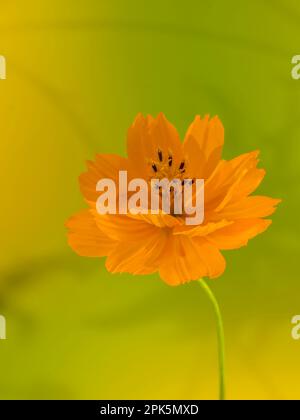 Close up of sulfur cosmos or yellow cosmos flower, cosmos sulphureus Stock Photo