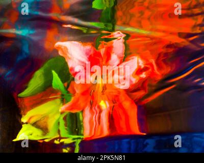 Stargazer Lily (Lilium orientalis Stargazer) reflected in water Stock Photo