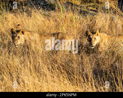 Lionesses in grass, Sandibe concession, Okavango Delta, Botswana Stock Photo