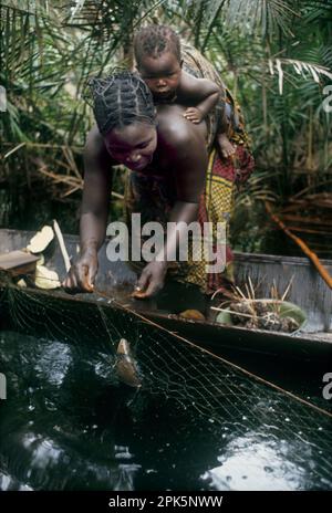 Africa, Democratic Republic of the Congo, Équateur province, Ngiri area. Woman or Libinza ethnic group carrying baby in canoe while removing fish caught in net in swamp forest. Stock Photo